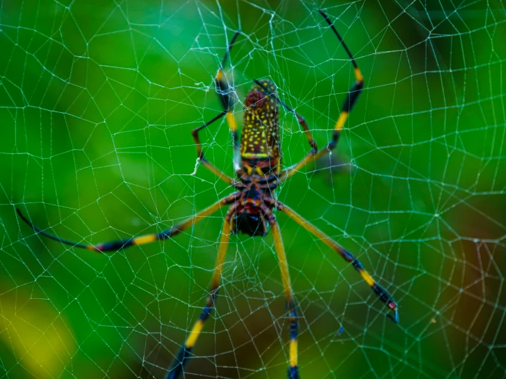 a yellow and black spider in its web