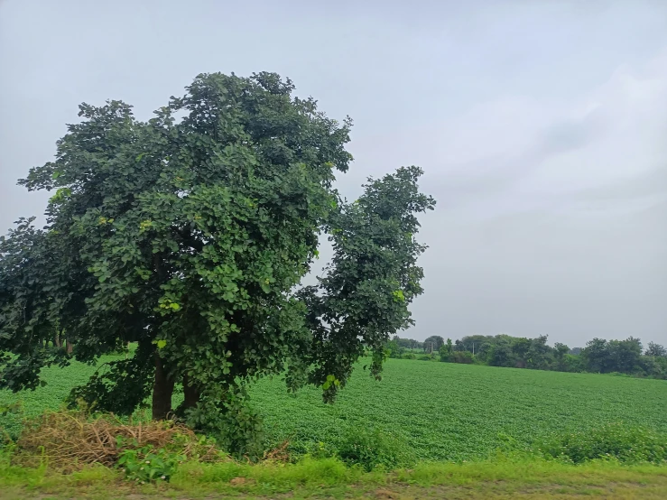 two large trees with lots of green plants around them