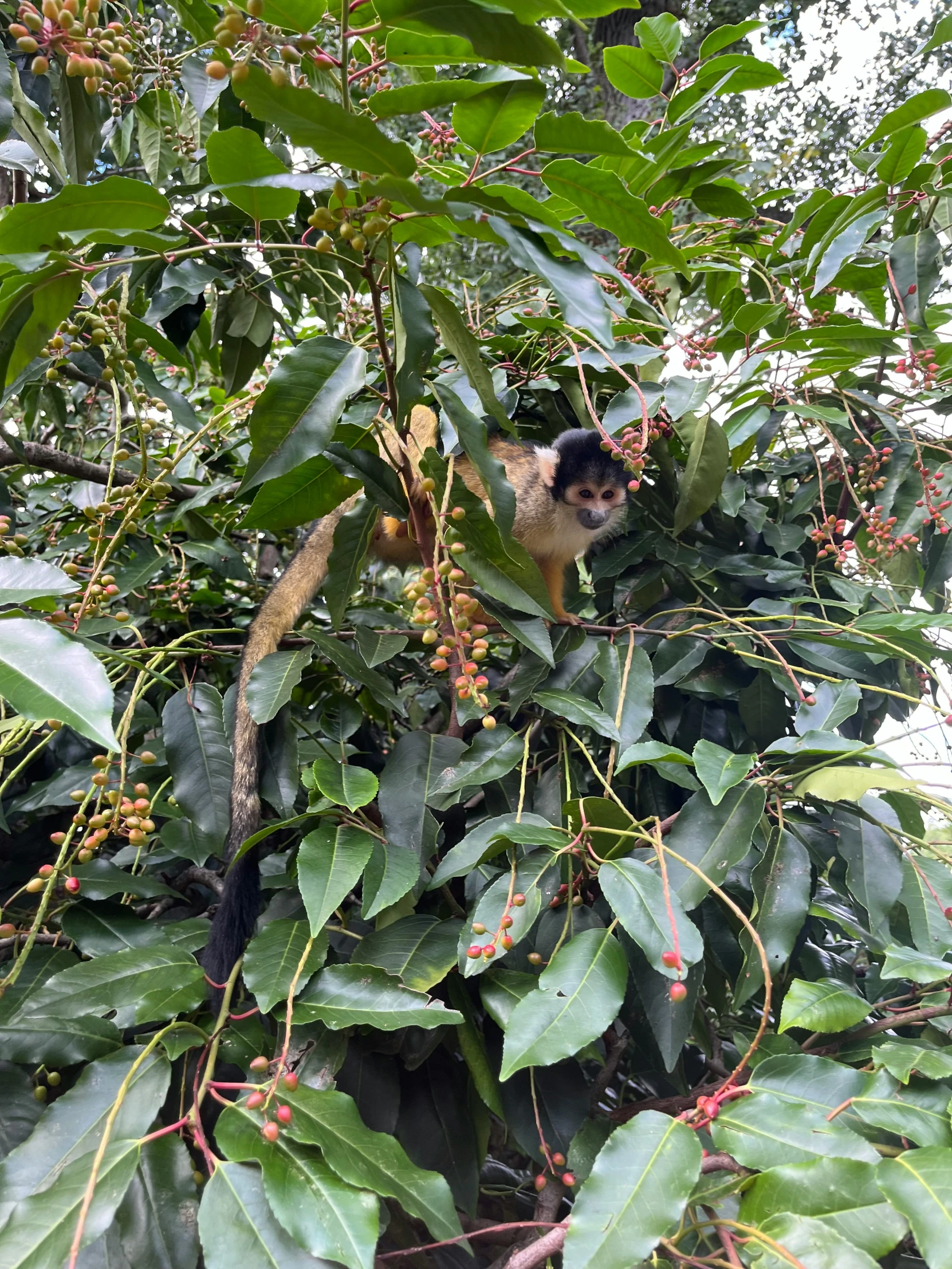 a monkey sitting in a tree between some plants