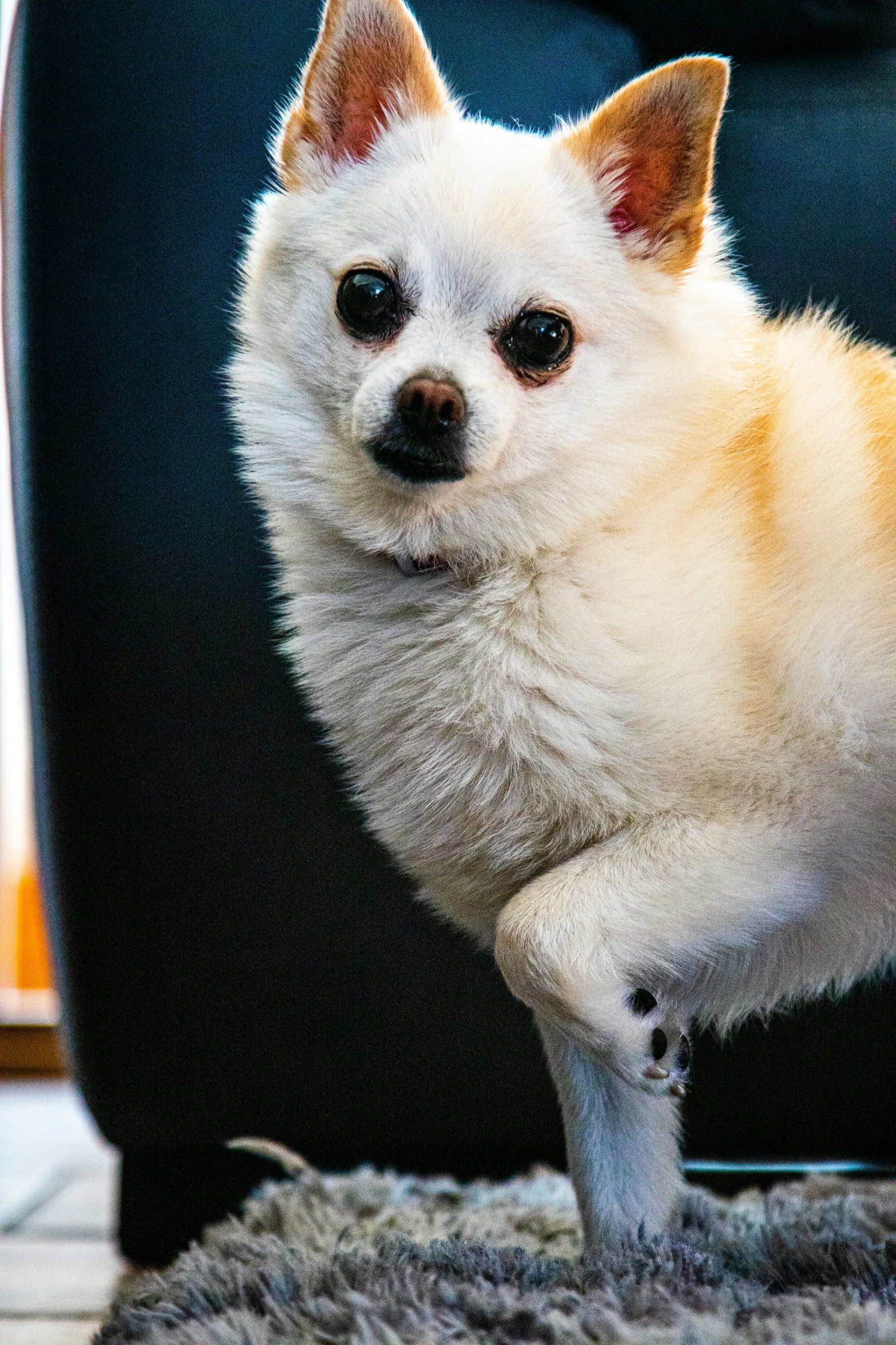 a white dog sitting on the ground looking at the camera