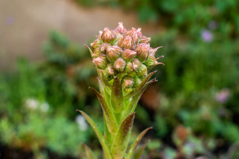 small green plant growing on the top of a small stalk