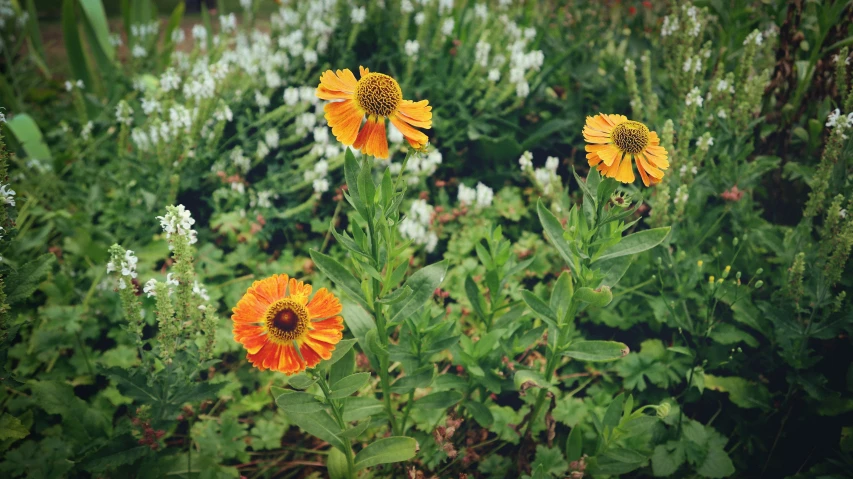 several flowers in a green field with other plants