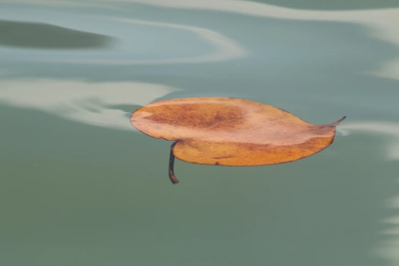 a dry leaf floating in some water next to shore