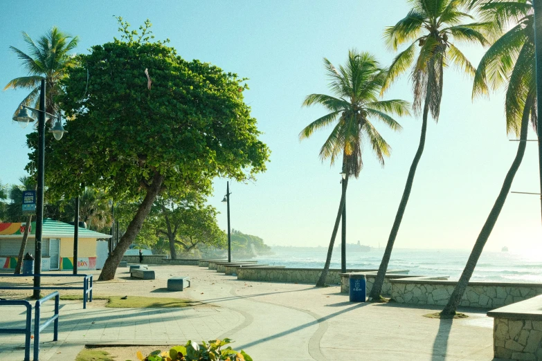 the trees and the beach are in shade