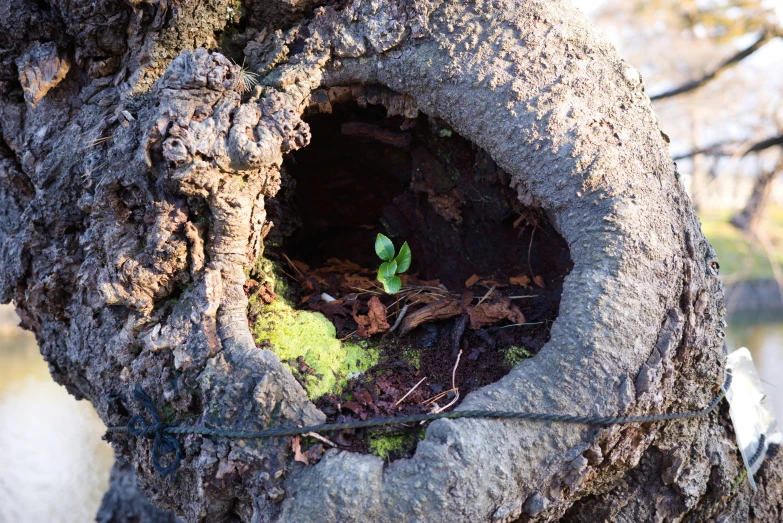 a leaf in the middle of a tree trunk