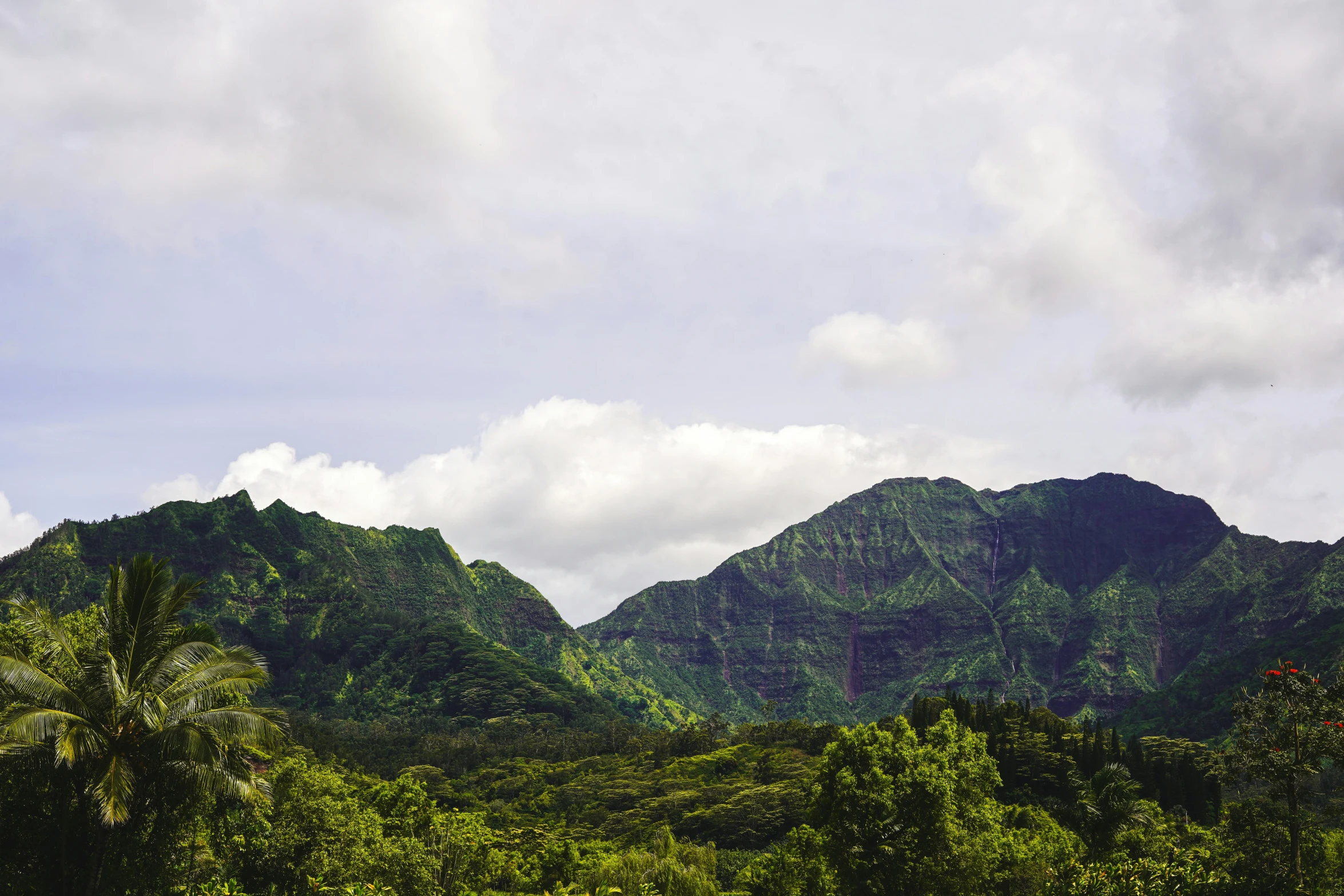 green mountains with trees and bushes in the foreground