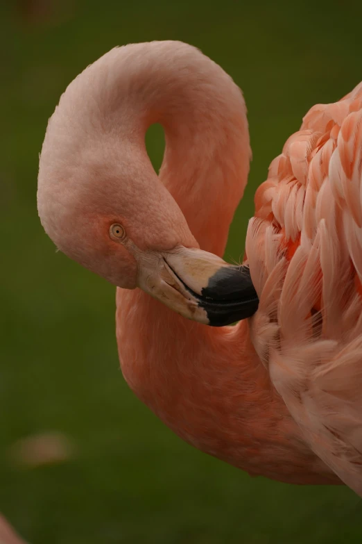 a close up of a pink bird with its head near its eyes