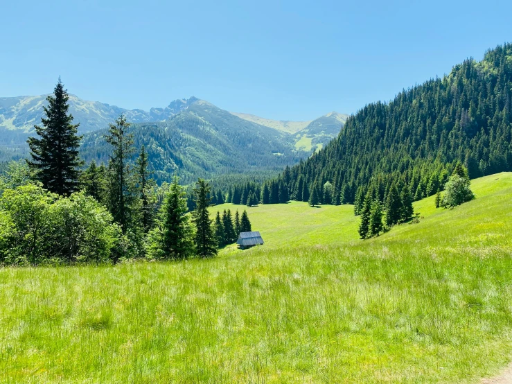 a grassy hill with trees on the top