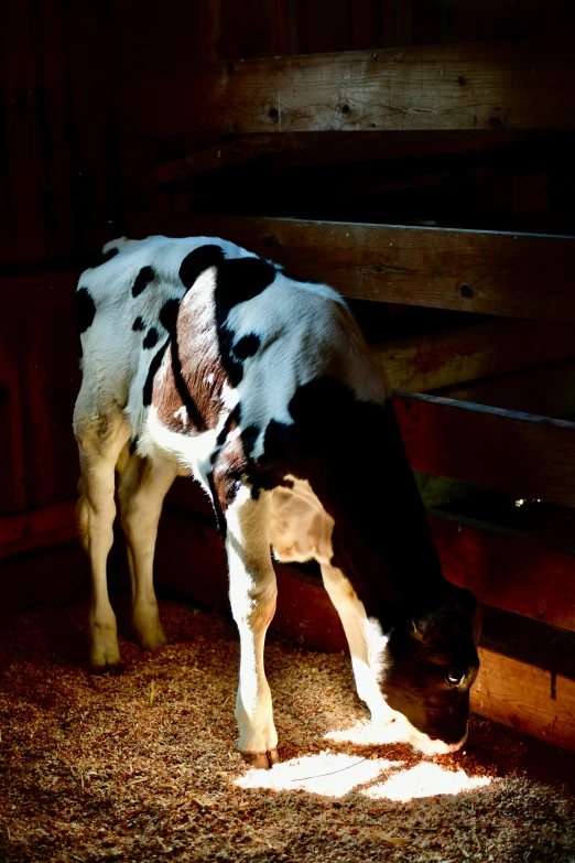 a young calf is grazing in an enclosed area