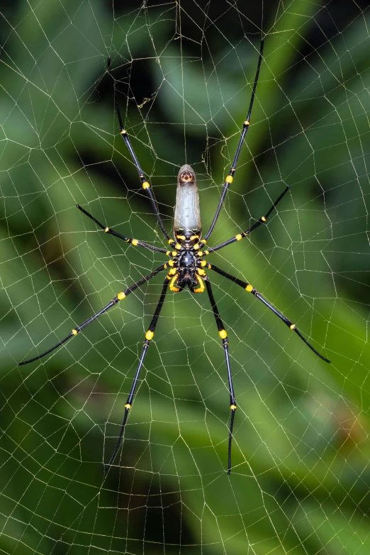 large spider with yellow markings sitting on a leaf