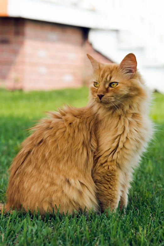 a long haired cat sitting on grass outside