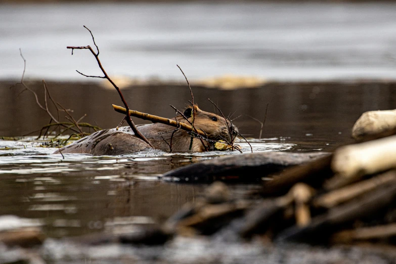 a small animal is seen swimming in a lake