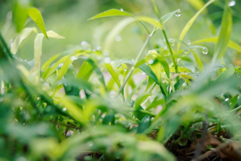 a close up of green grass with dew on the leaves