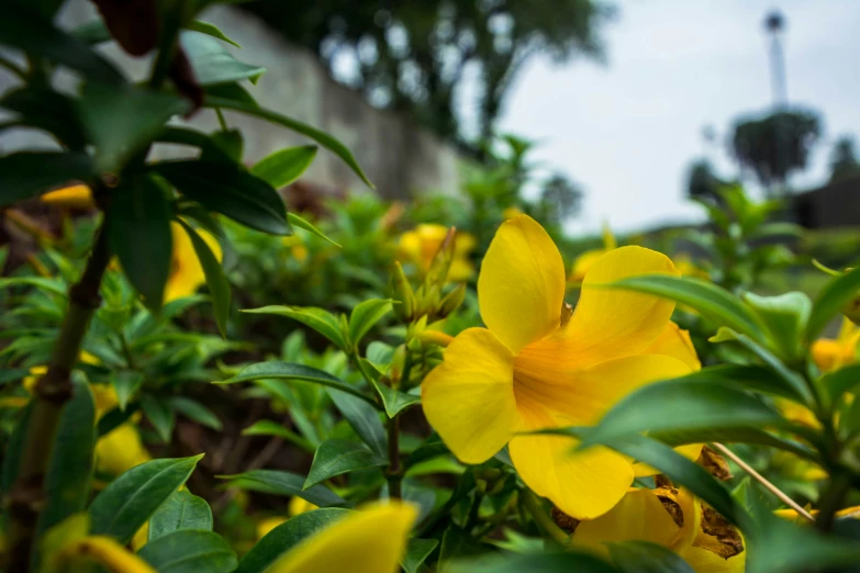 some very pretty flowers on the bush outside