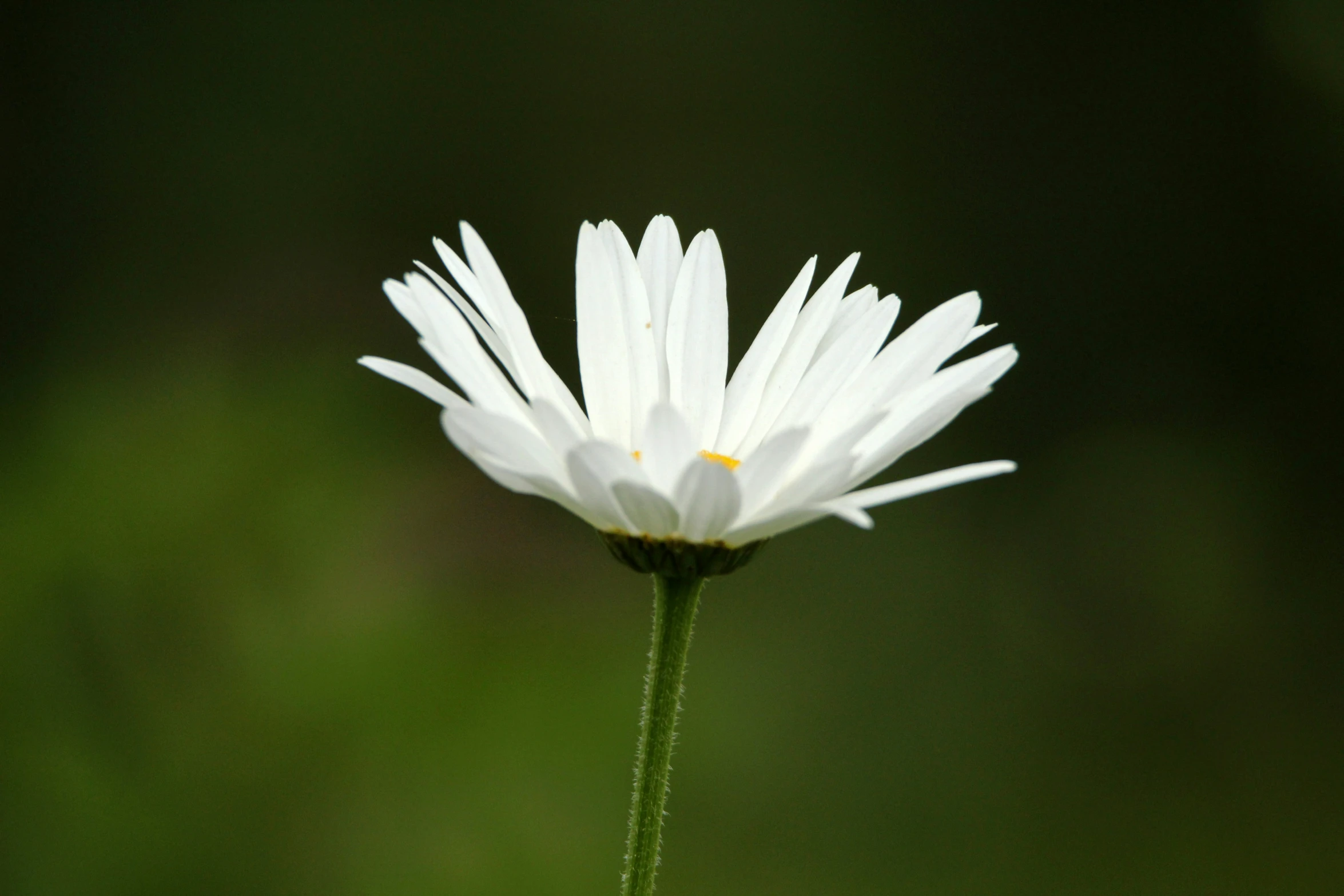 a white daisy in the middle of a green field