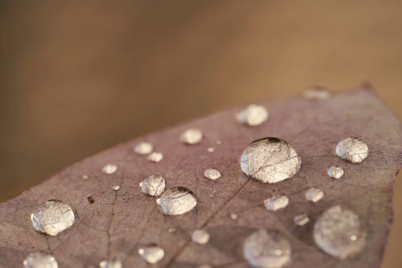 several water droplets on a leaf that is brown