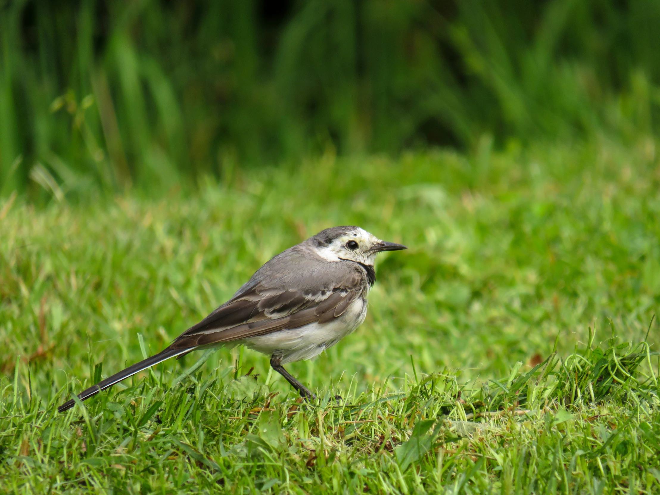 a gray and white bird standing on green grass