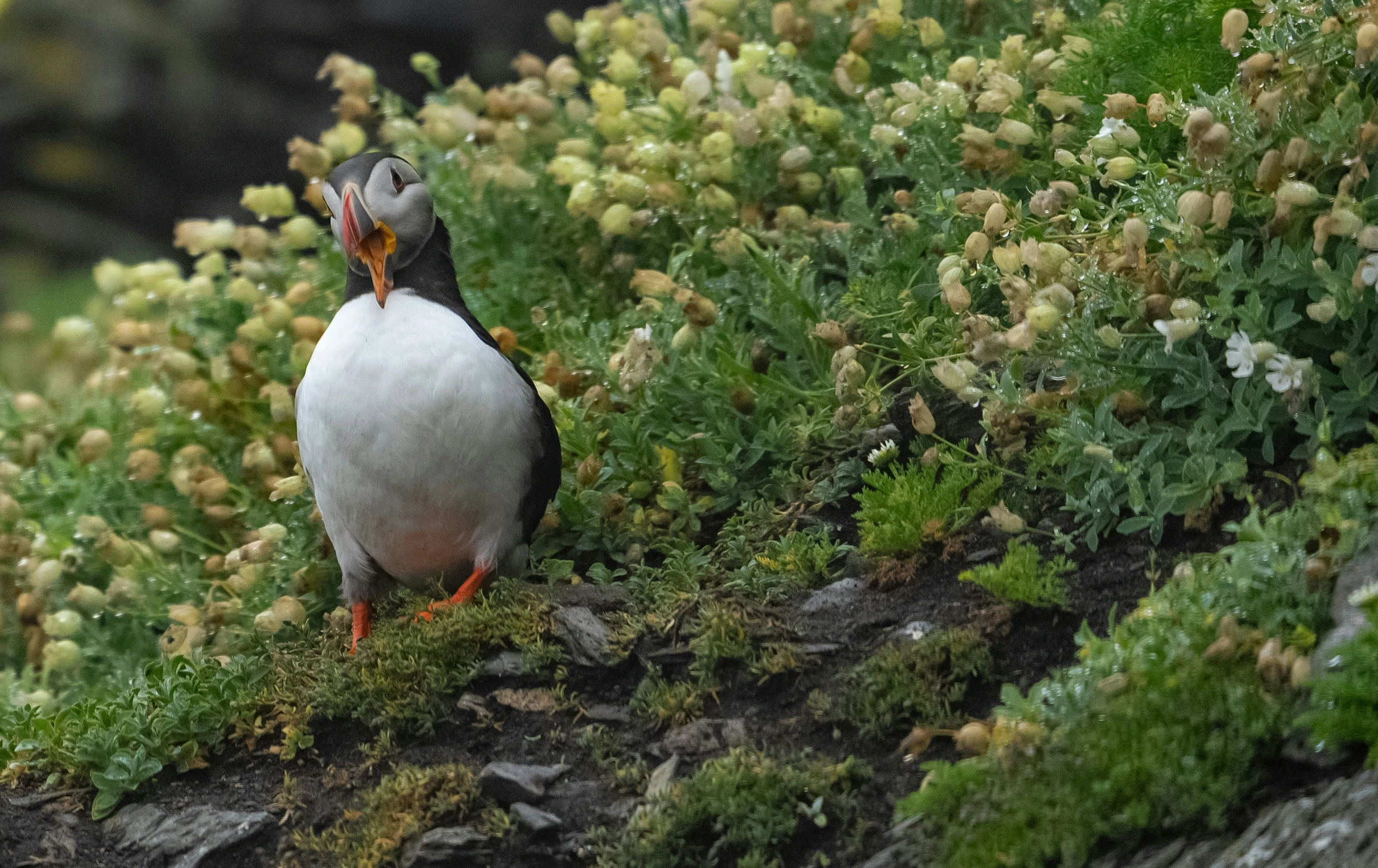 a bird standing on a rock near some flowers