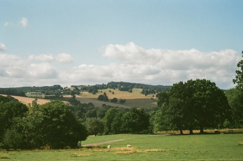 green grassy field with trees and mountain in background