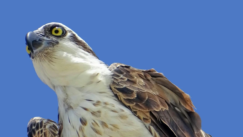 a bird is perched against the blue sky