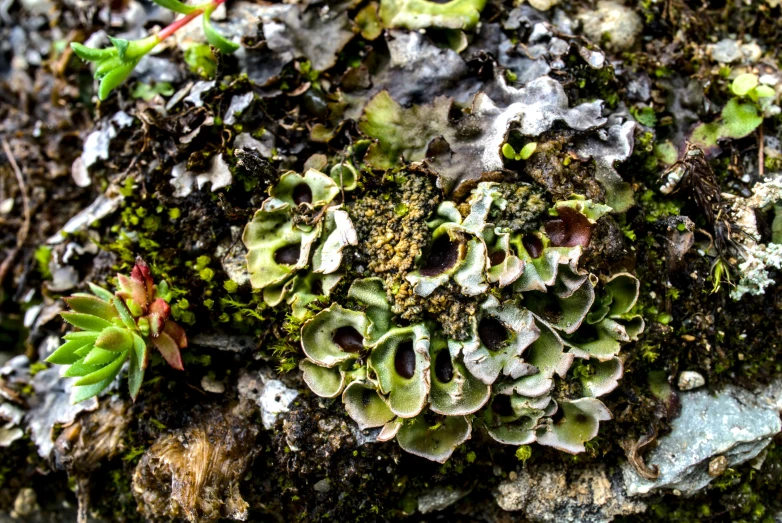 several plants and moss growing on a rock