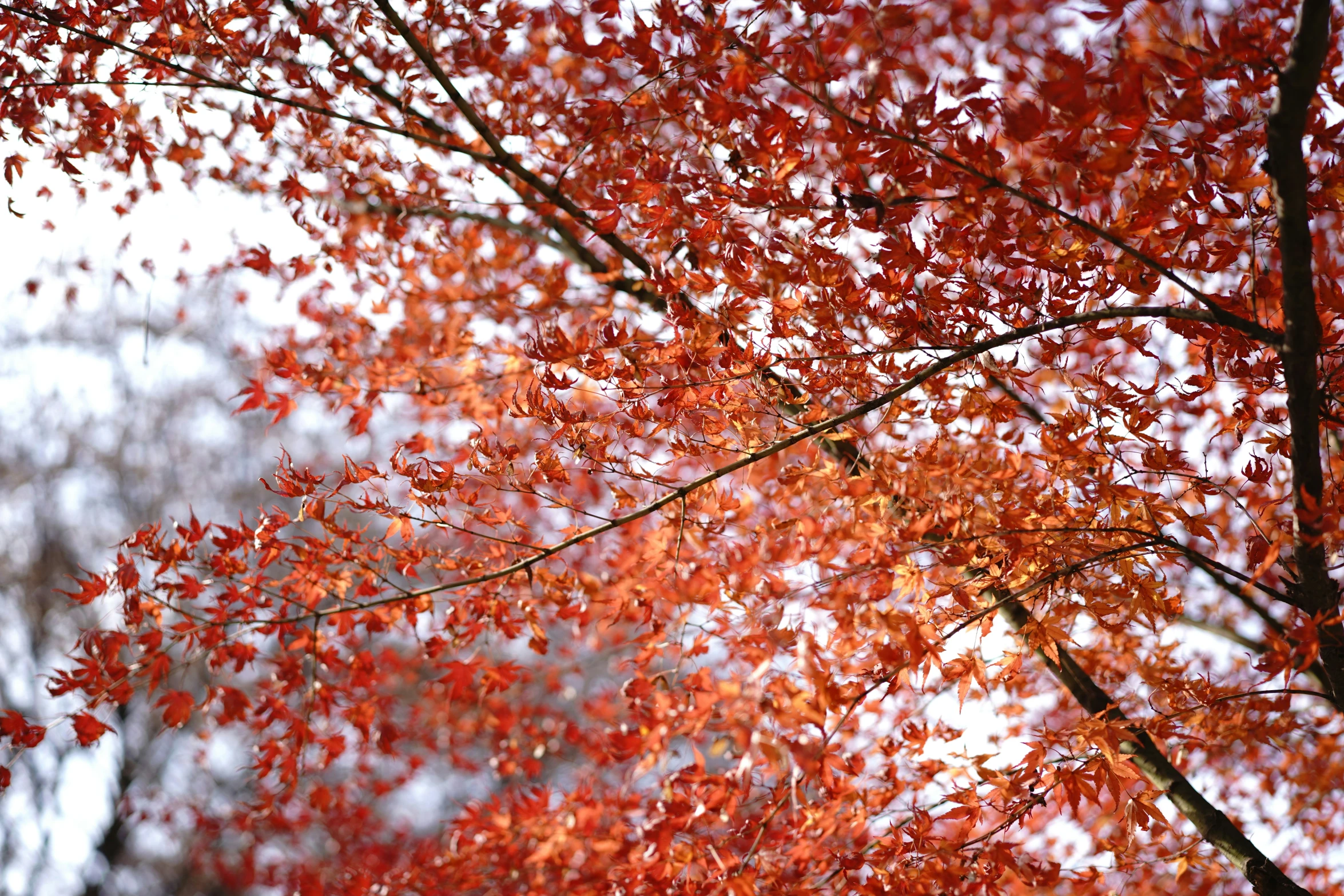 the leaves of the trees are changing color in fall