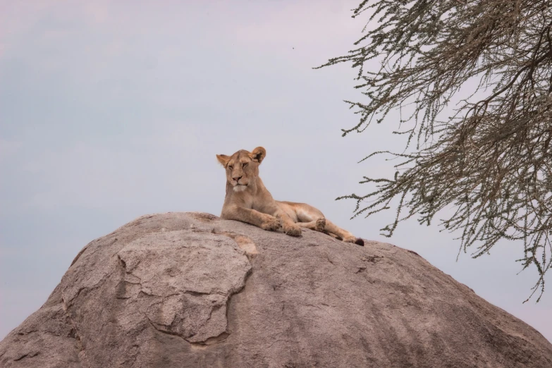 a lion laying on a rock looking ahead