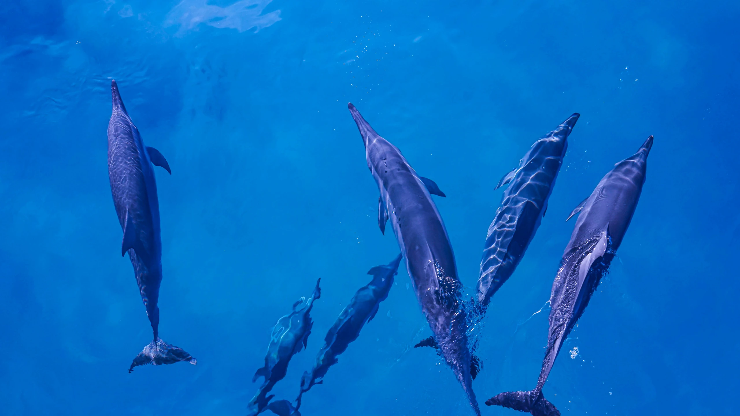 dolphins swimming side - by - side underwater in clear blue water