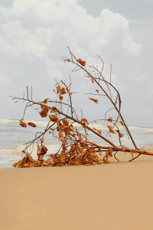 a dead tree nch laying on a sandy beach