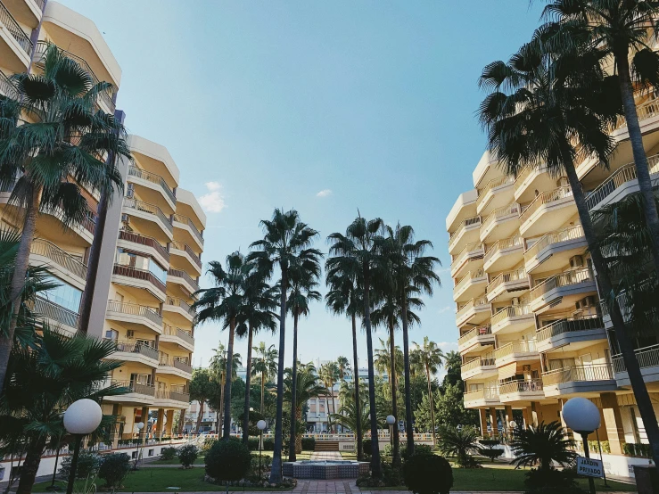 looking at palm trees between two buildings in an empty lot