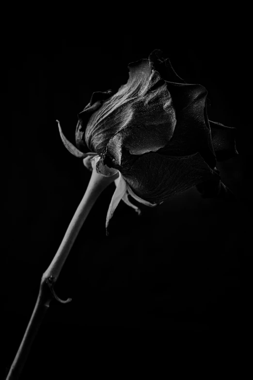 a black and white po of a flower