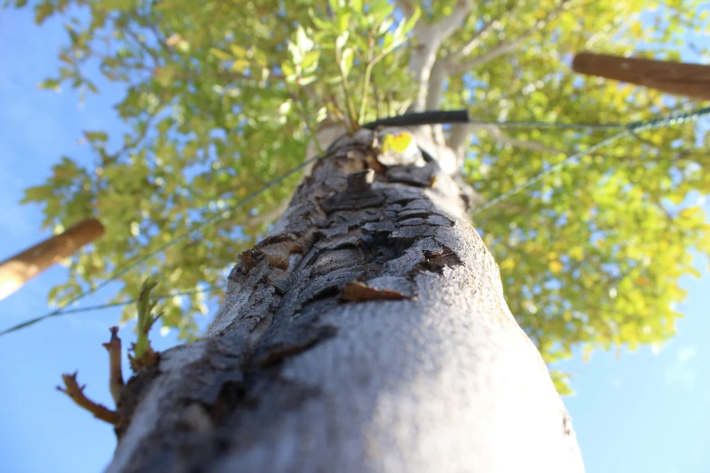 the bark of a tree looks upward from below