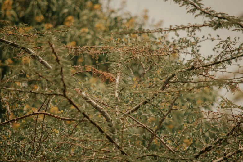 looking through the nches of a large tree