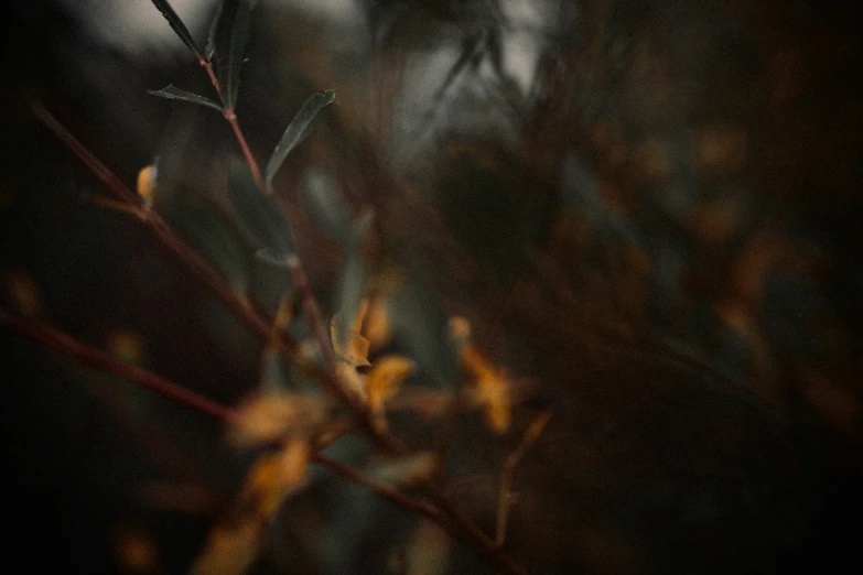 a blurry image of a plant with small yellow flowers