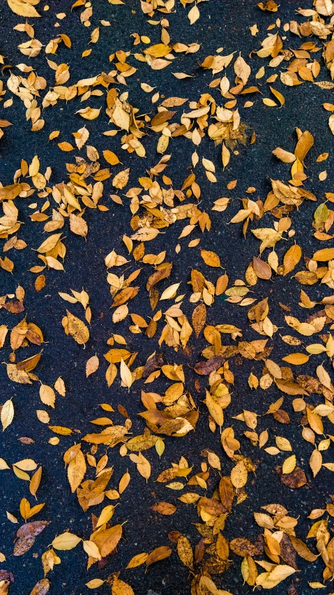 a bunch of brown leaves laying on top of a wet ground