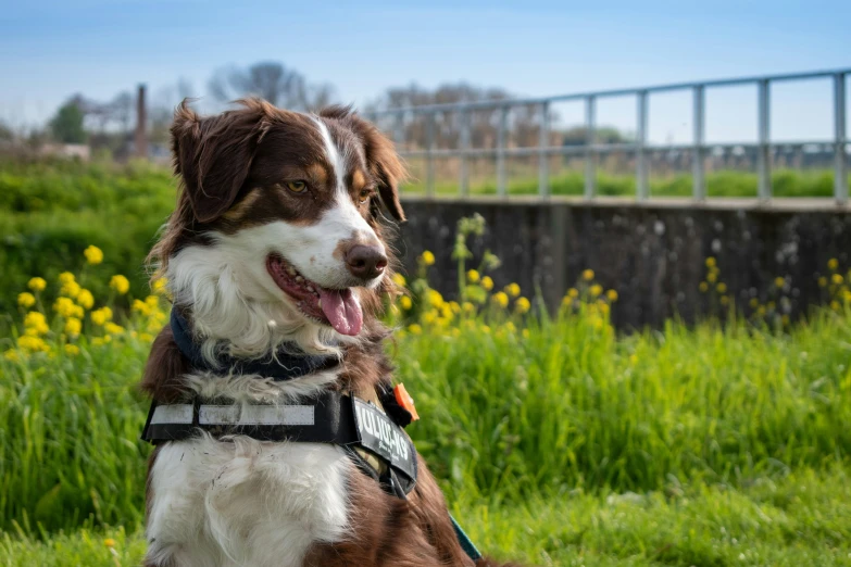 a brown and white dog sitting in the grass