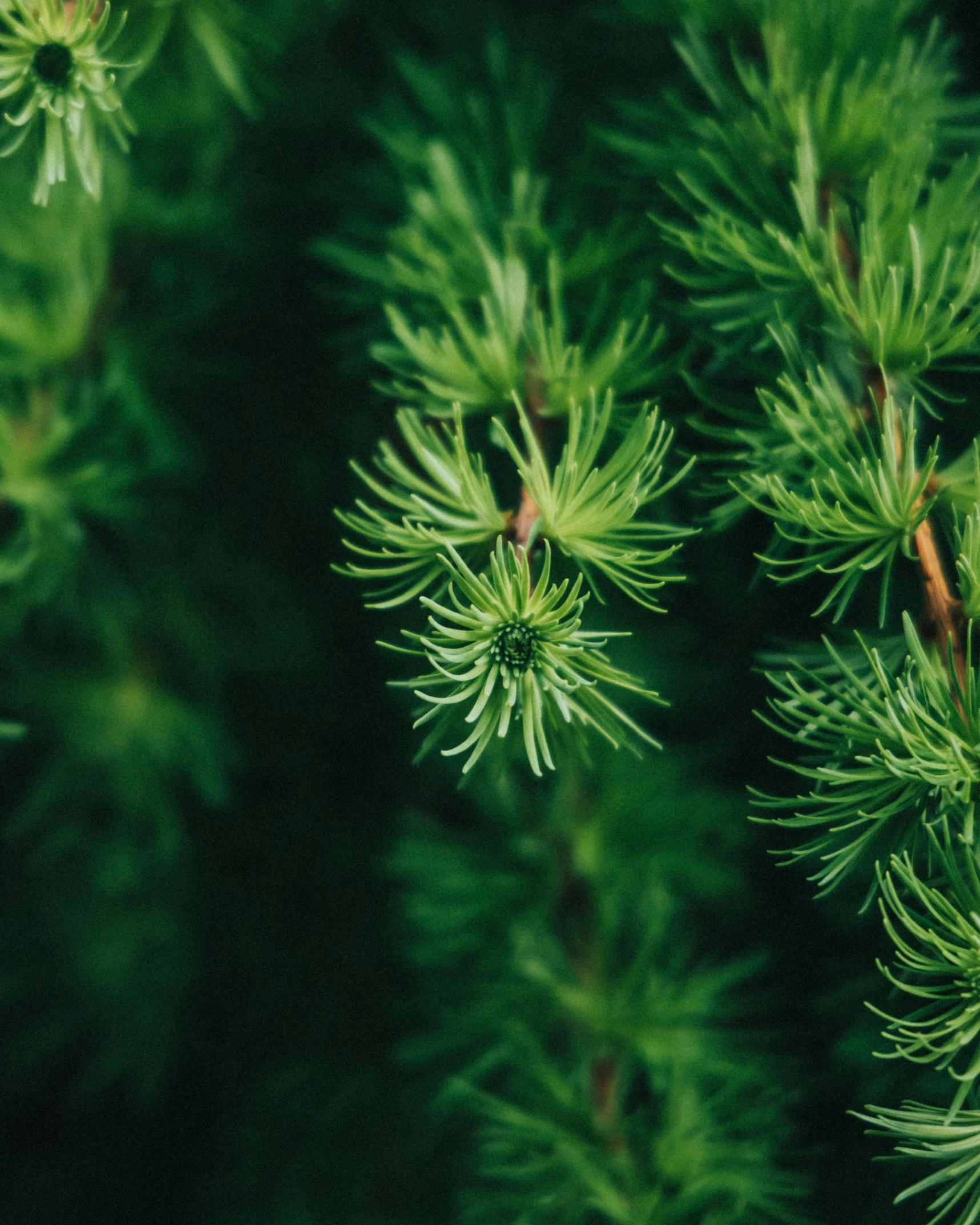 close up image of a pine tree