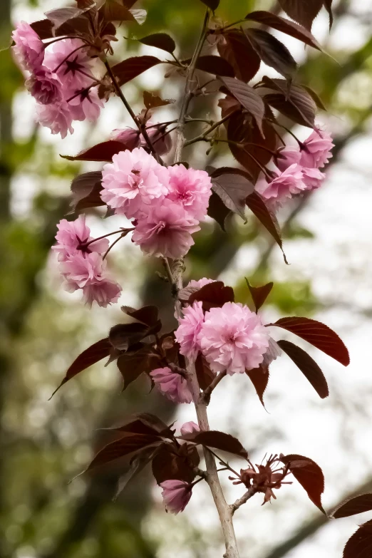 pink flowers blooming on a tree in the rain