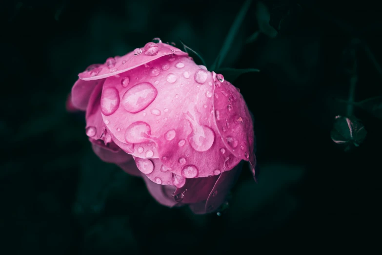 a rose with water droplets on the petals