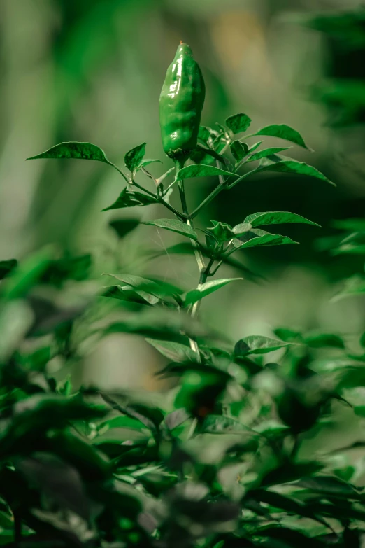 two green peppers on a tree limb surrounded by leaves