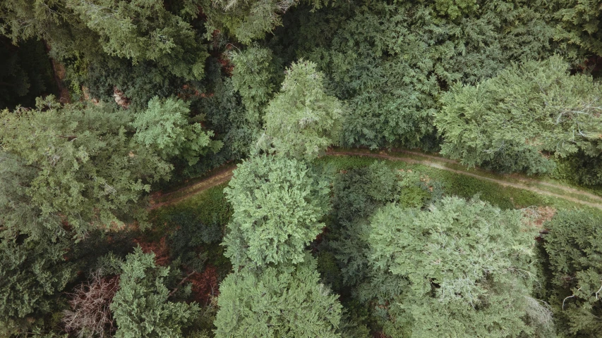 a dense wooded area with trees growing on both sides of it