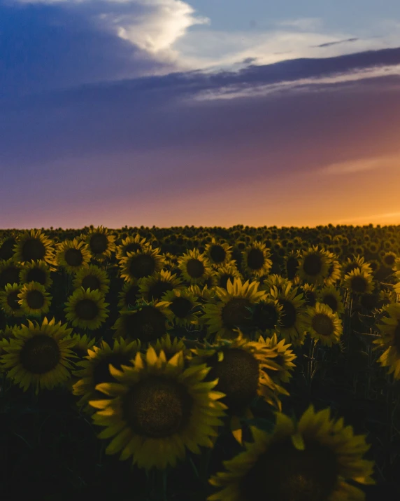 large group of sunflowers against dusk sky