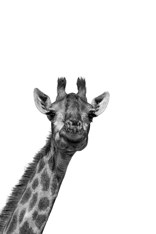 the head and neck of a giraffe