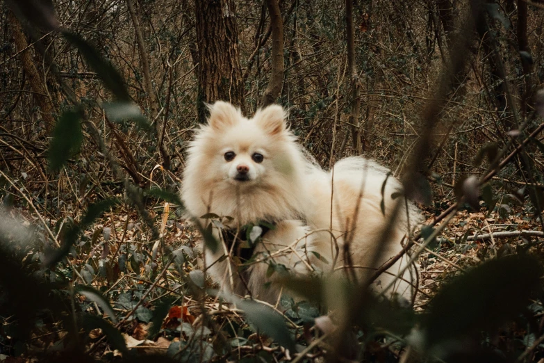 a very small white fluffy dog surrounded by dead leaves