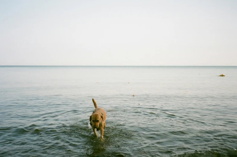 a dog running out of the ocean water