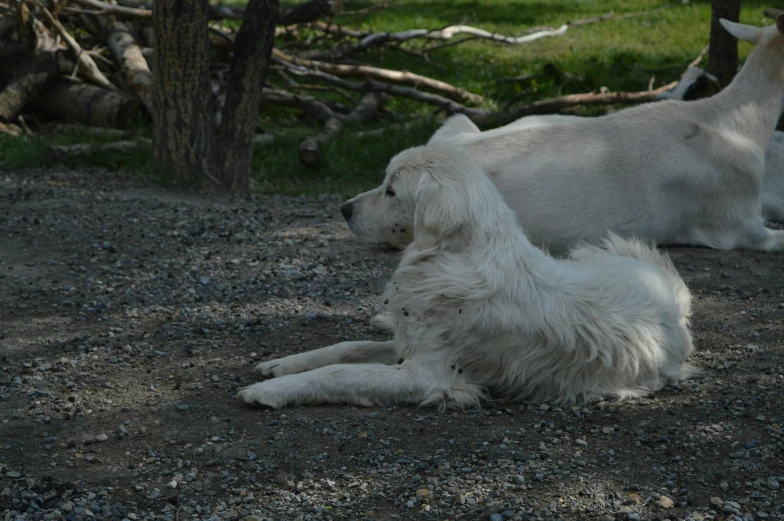 two white dogs are laying down outside near a tree