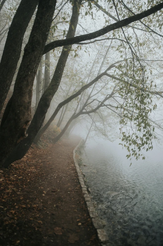 trees that are next to the water on a path