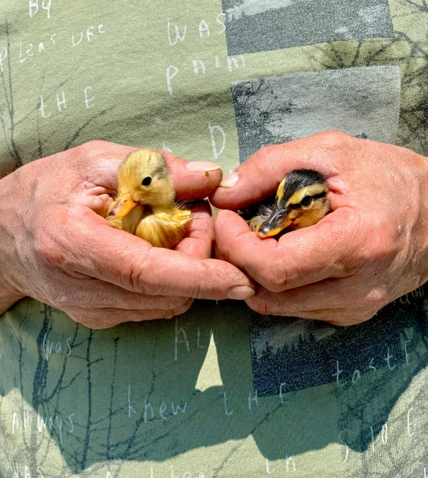 two people holding small ducks in their hands