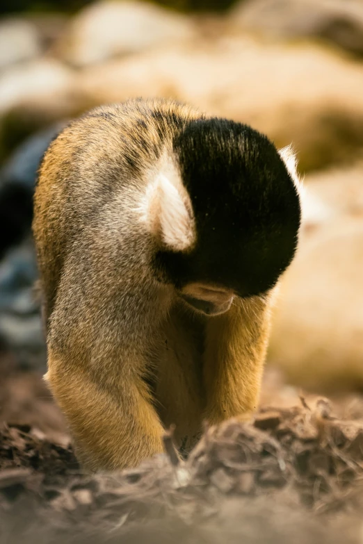 the back end of a yellow monkey walking