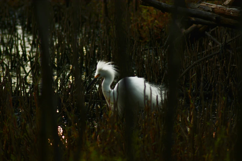 an image of a bird in the woods